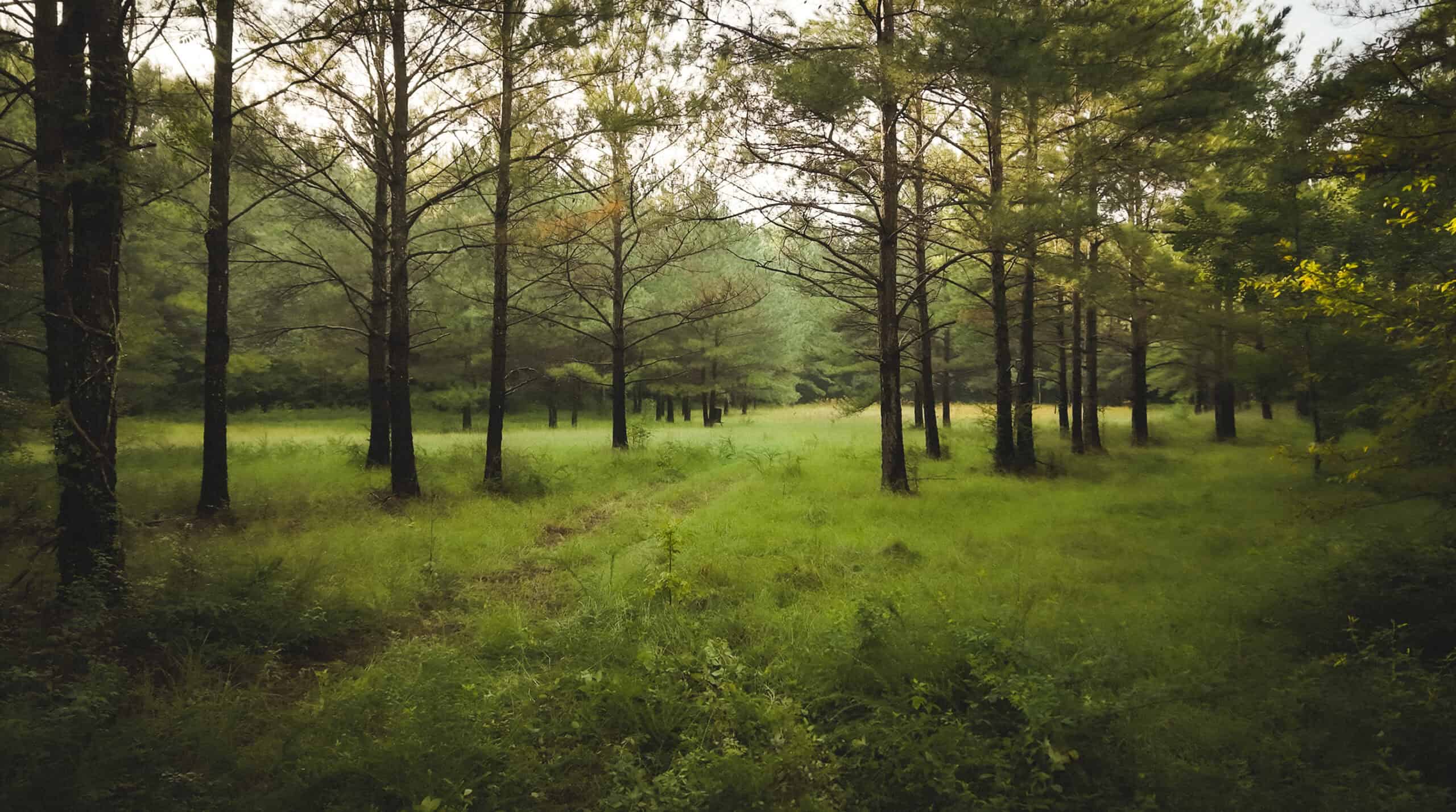 River Trails 127 | 127 Acres | Montezuma, GA
